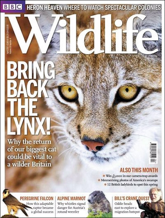 Fotografía de lince boreal de Juan Carlos Muñoz portada de la revista BBC  Wildlife de Abril 2012 | Blog de Portfolio Natural